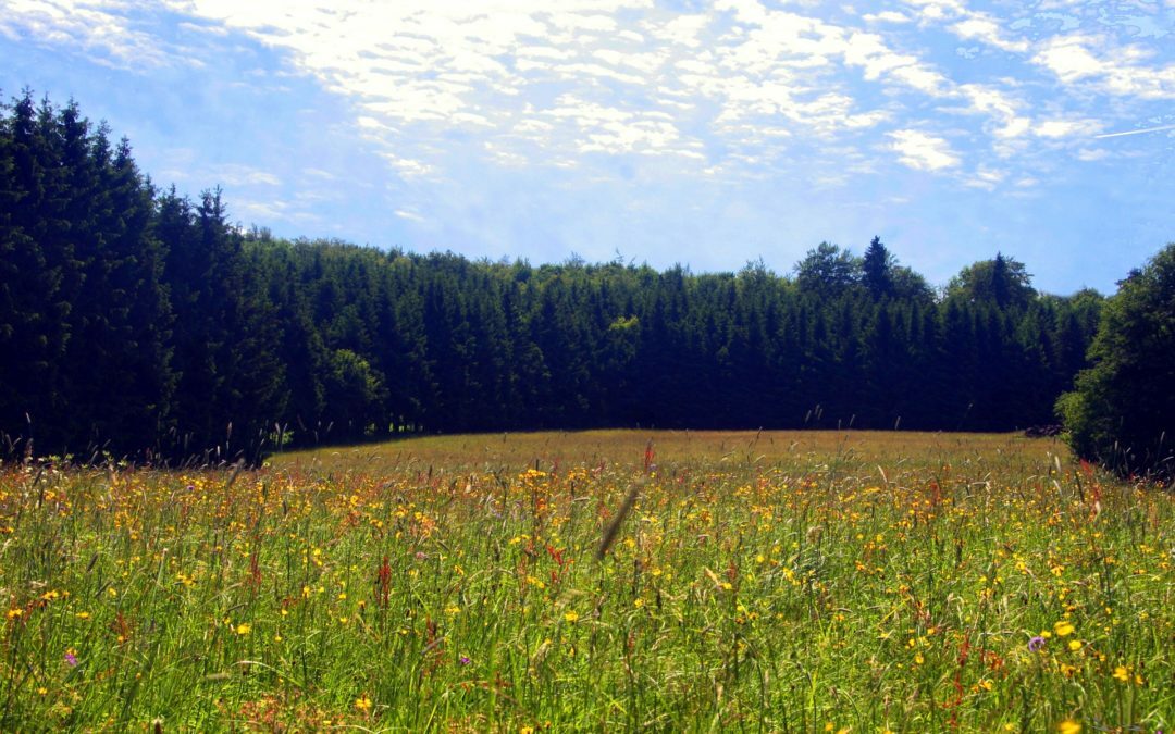 MAJOWA ŁĄKA (zabawy dla grupy średniaków i starszaków)